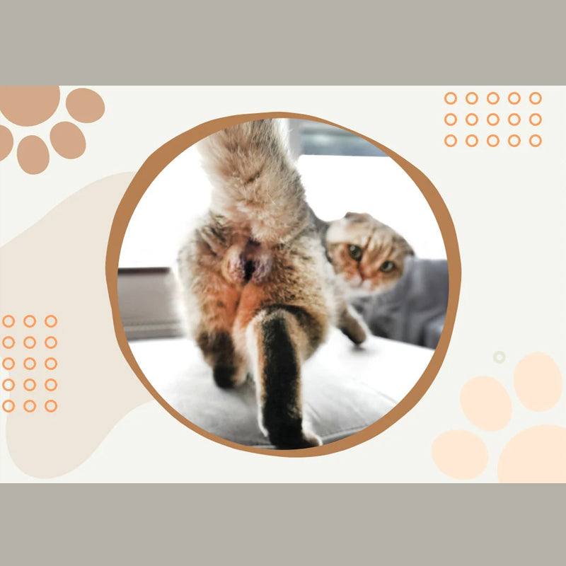 Grappige kattenballen kalender 2024