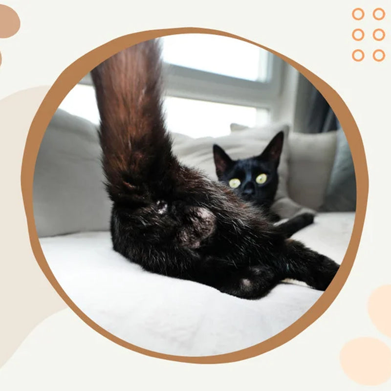 Grappige kattenballen kalender 2024