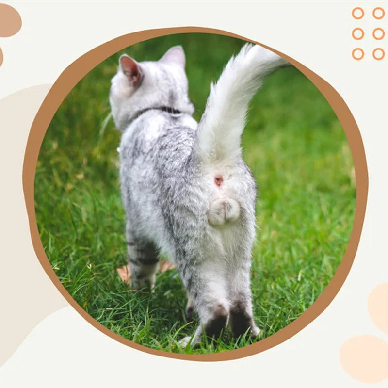 Grappige kattenballen kalender 2024