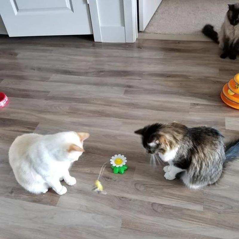 Interactief vogelspeelgoed voor katten